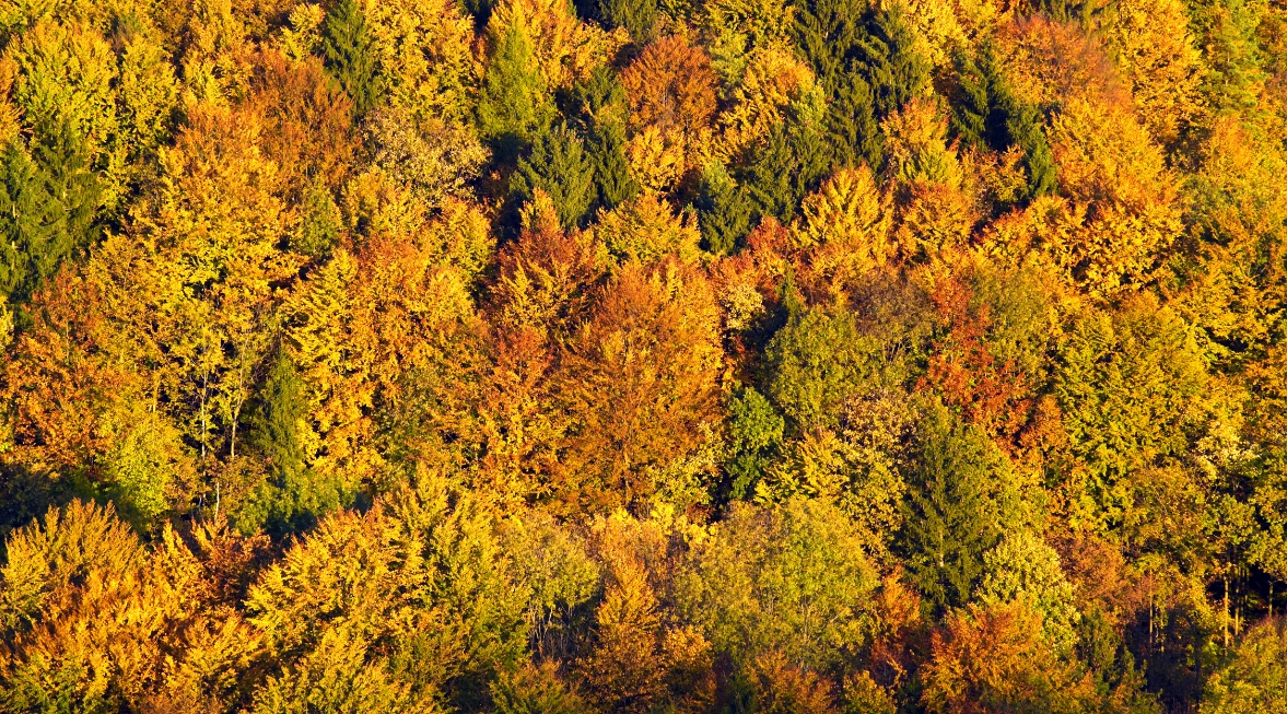 Herbstwald im Ahorntal von oben